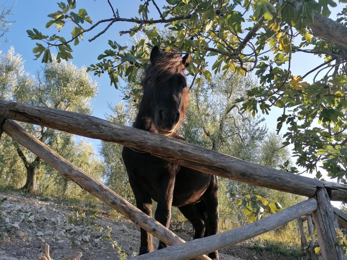 Agriturismo Valle Dei Gelsi ペスキチ エクステリア 写真